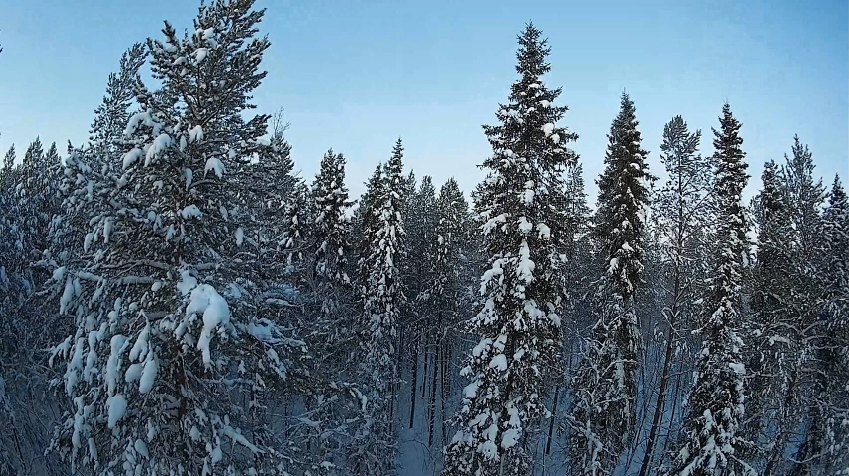 Зимний лес -24