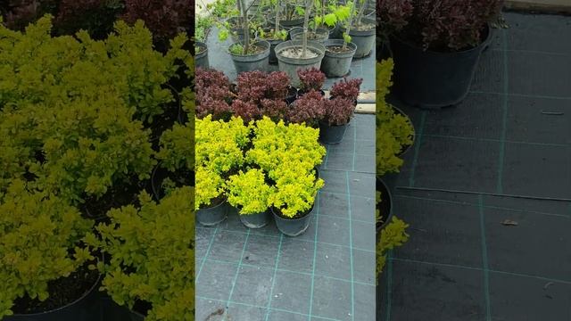 3d12a9214e4e295dd830e2eec7f2ecb4