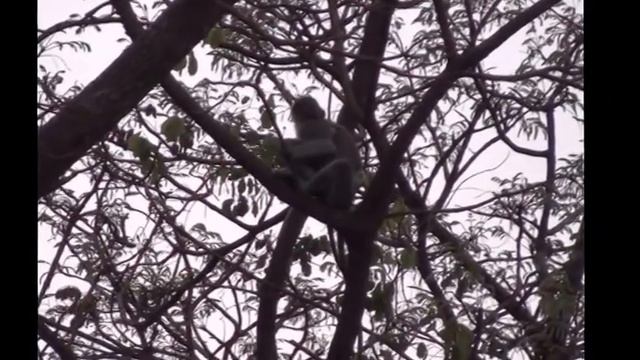 Обезьяна..A Monkey. Mono. Macaco. Primatas. Primates.