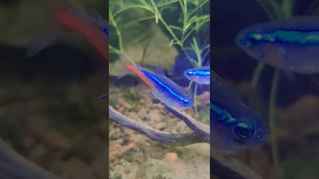 Get An Unforgettable Look At This Tiny Neon Tetra!