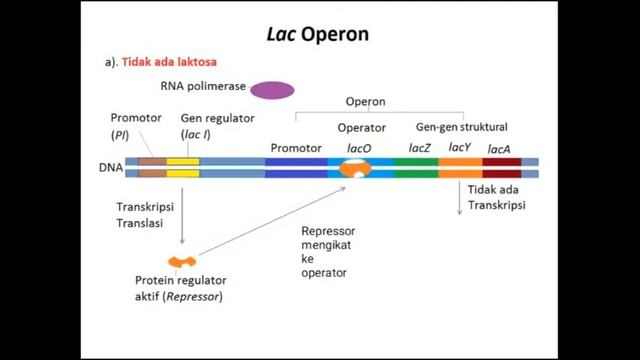 LAC OPERON | PENGATURAN EKSPRESI GEN PART 3 | BELAJAR GENETIKA