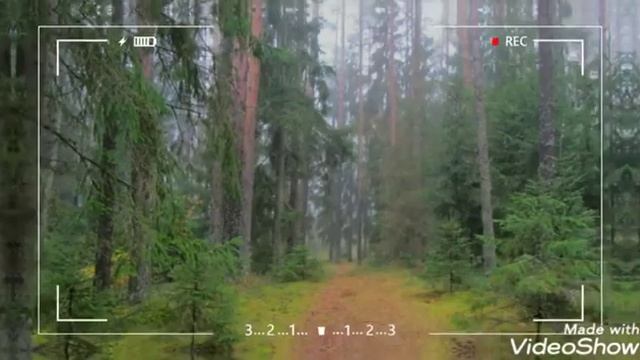 Туманное утро в лесу и деревне Софиевка Оршанский район Витебская область