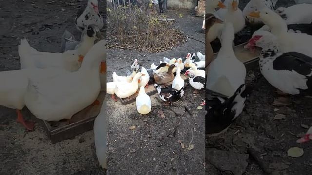 Жизнь в деревне/Кормление уток/Деревенька у пруда.