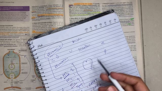 ANS Receptors| Katzung Chapter 6 Part 2 Of 3