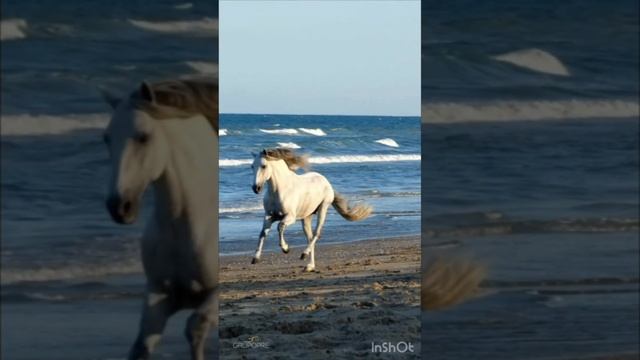 Очень красивое видео о статных и грациозных Лошадях; Голоса и звуки животных; Животные вокруг нас;
