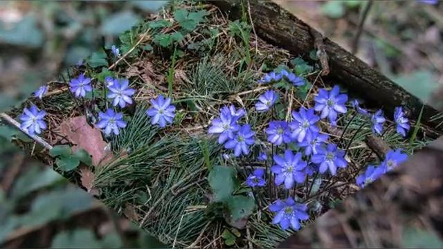 Весенний лес. Автор фото Виталий Андрейчук