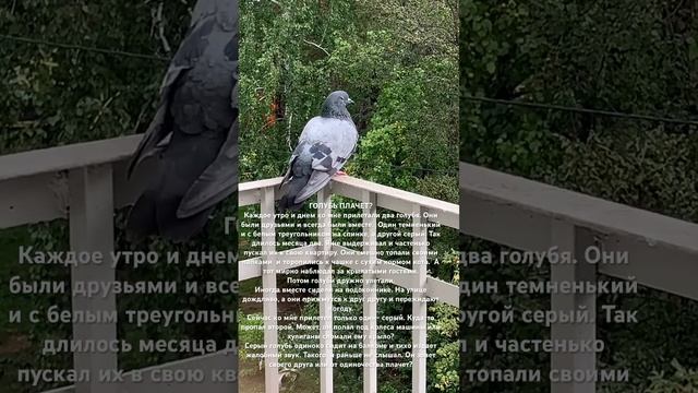 Голубь плачет