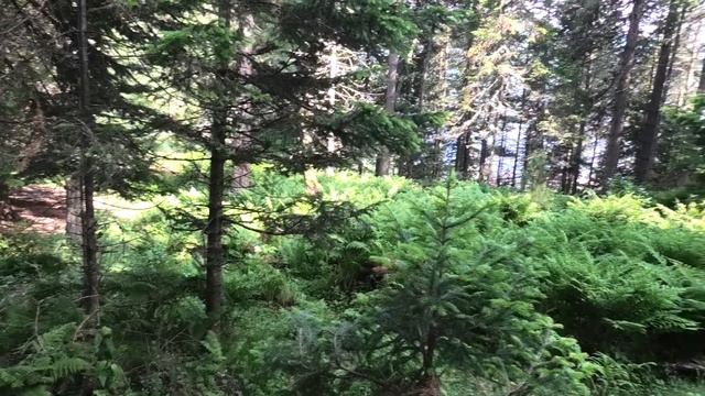 31. Горный Алтай  Первый день путешествия.//Gorny Altai First Day Of Travel.