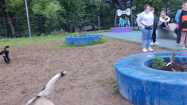 Районная собачья тусовка, собаки разных пород гуляют вместе😱 🐕🦺