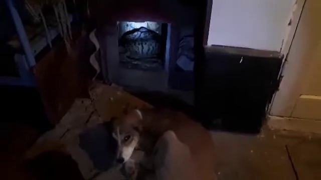 Кот спит собаки охраняют