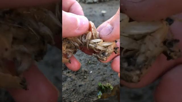 #Save Noodles 🦐 #kobe #shrimp #parasite #animals #oregon #nature#jake_pnw#Short