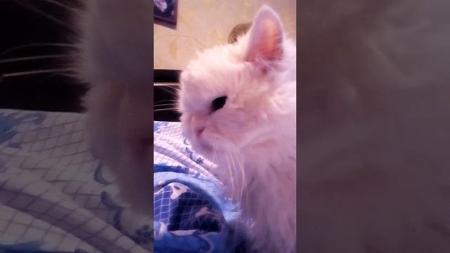 77b80737db58367fd56d096b39bafca4