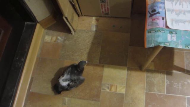 Первые попытки голубя на полет