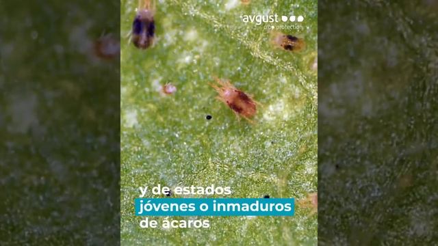 KARPY® WP – Evita Que Los ácaros Se Crezcan Y Toma El Control De Tu Cultivo.