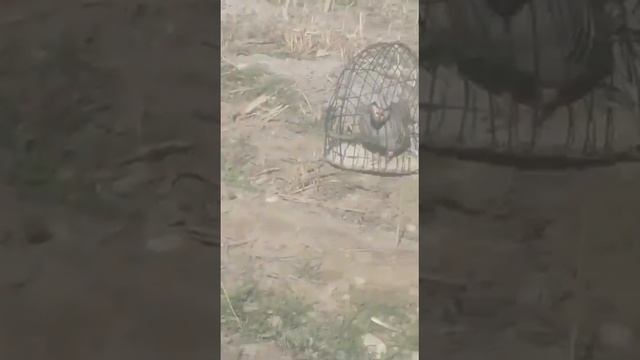 охота кеклики