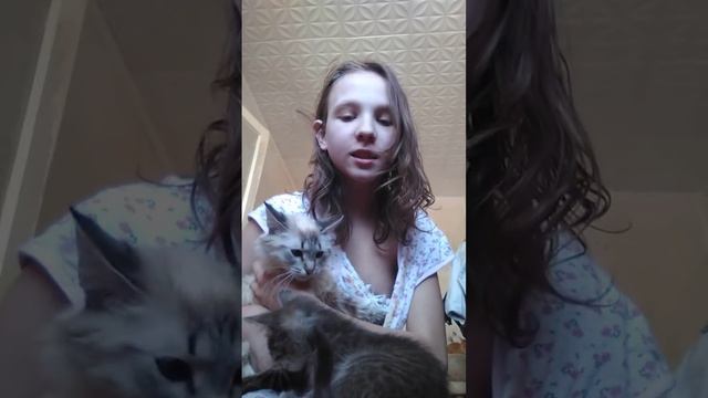 Уход за невской маскарадной кошкой прошу прощения за кучу воды