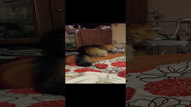 Барсик 06.01.25.