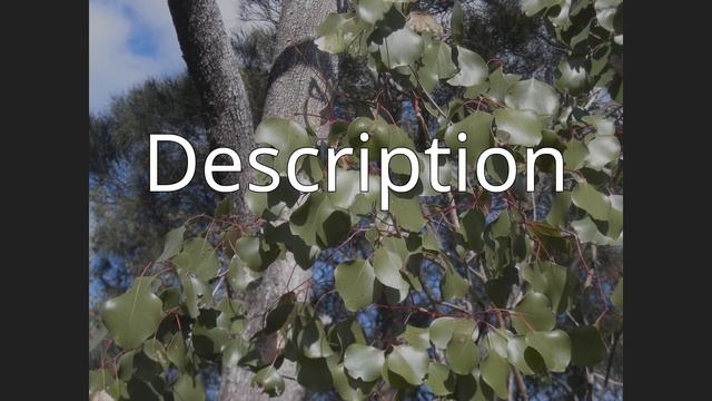 Eucalyptus Populnea