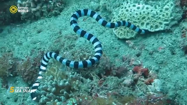10 Deadly SNAKES You Should Never Handle!