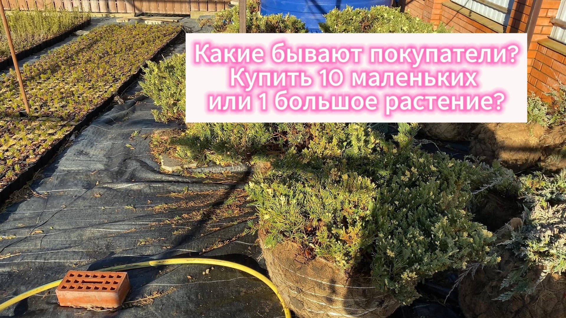 О покупателях... Какое растение выбрать