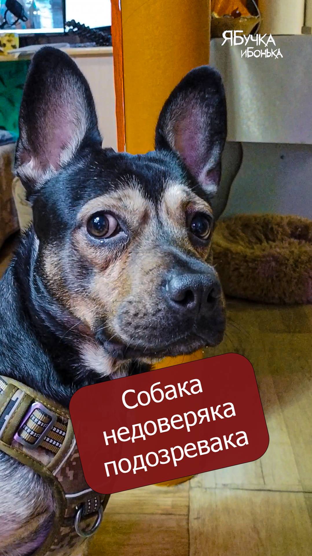 Собака недоверяка-подозревака