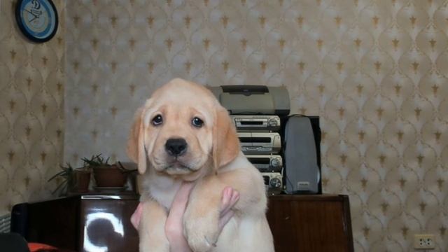 Бруна 2 месяца.mp4