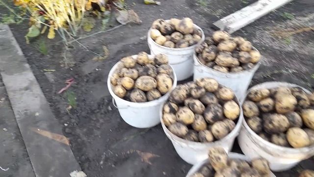 В гостях у дочи. мой урожай картофеля.