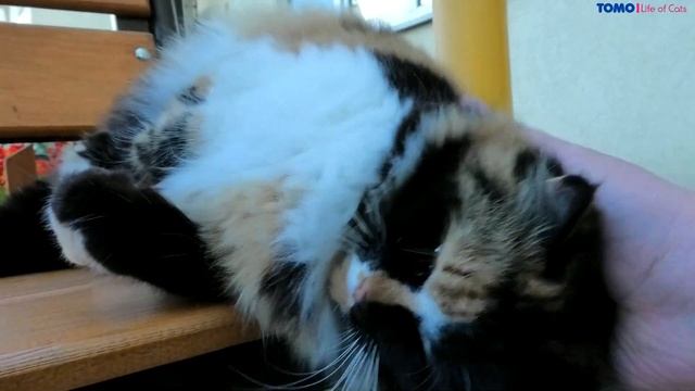 again met plush street cat, the cat was sitting on his favorite bench.