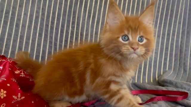 Красный кот Nilsson Paw Winner
Мейн-кун