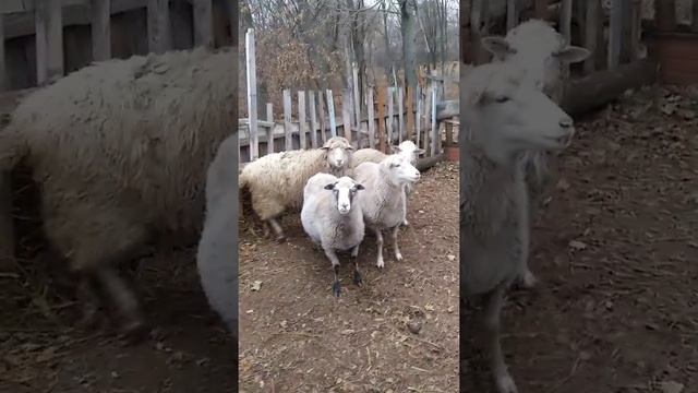 ОВЦЕВОДСТВО