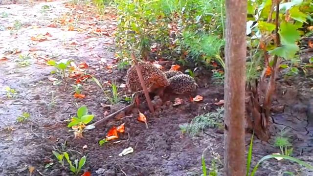 Їжачки - дивні звірі у світі тварин. Частина 2