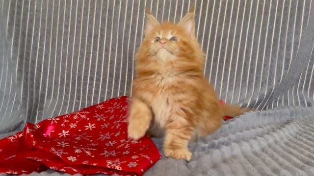 Красная кошка Мейн-кун 
Nori