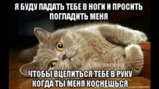 мемы про котов