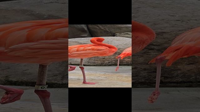 розовый фламинго Sea World оаэ Samsung S23 Ultra