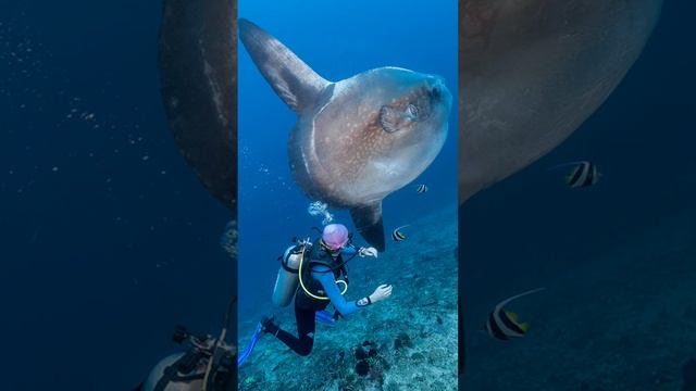 ТОП-10 самых БОЛЬШИХ рыб в мире
