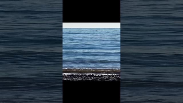 Пара уточек в море