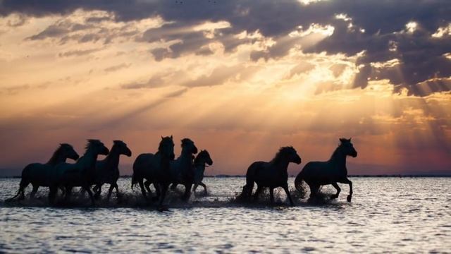 Тот, который не стрелял