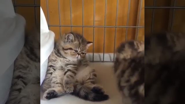 Подпишись, если любишь котиков - Котики в Тренде @cats_in_trends