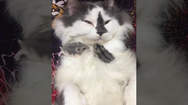 Подпишись, если любишь котиков - Котики в Тренде @cats_in_trends