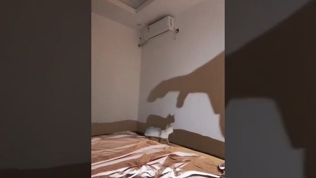 Подпишись, если любишь котиков - Котики в Тренде @cats_in_trends