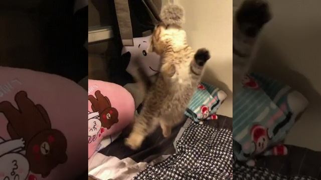 Подпишись, если любишь котиков - Котики в Тренде @cats_in_trends