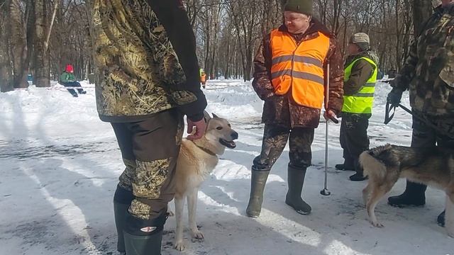 Вологодская областная выставка! Ринг средняя возрастная группа кобели!