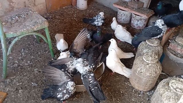 сабанов тамаз