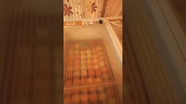 Инкубация на 2025г. #инкубацияяиц #инкубация #фермерскиесекреты #инкубатор #цыплята #цыплёнок