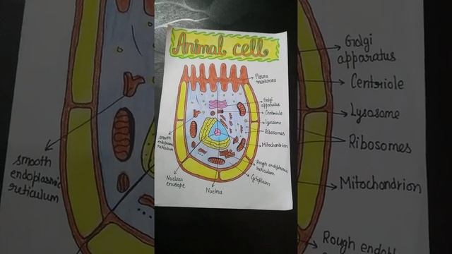 Animal Cell Diagram