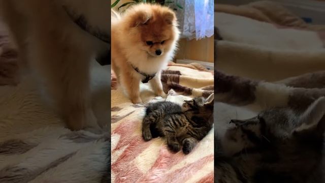 Знакомство с Пряником 🎈🎈🎈#котенок #знакомство #шпиц #шпицскотиком
