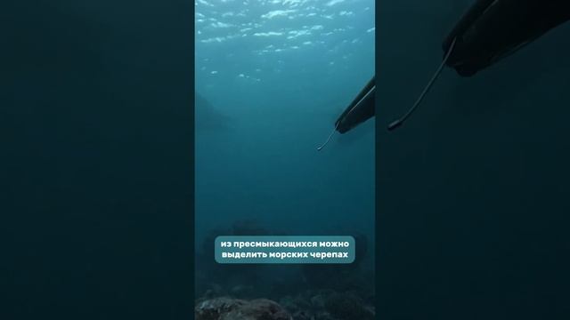 фауна Индийского Океана