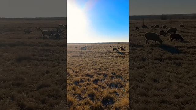 Утренний выпас. #фермерскиесекреты #природа #бараны #овцы #животные #animals #козы #козлята