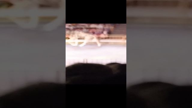 VID_20250111_120431.mp4