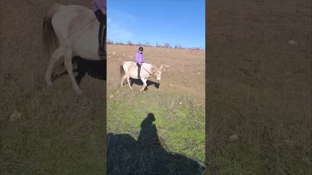 Конный двор-Золотая Грива